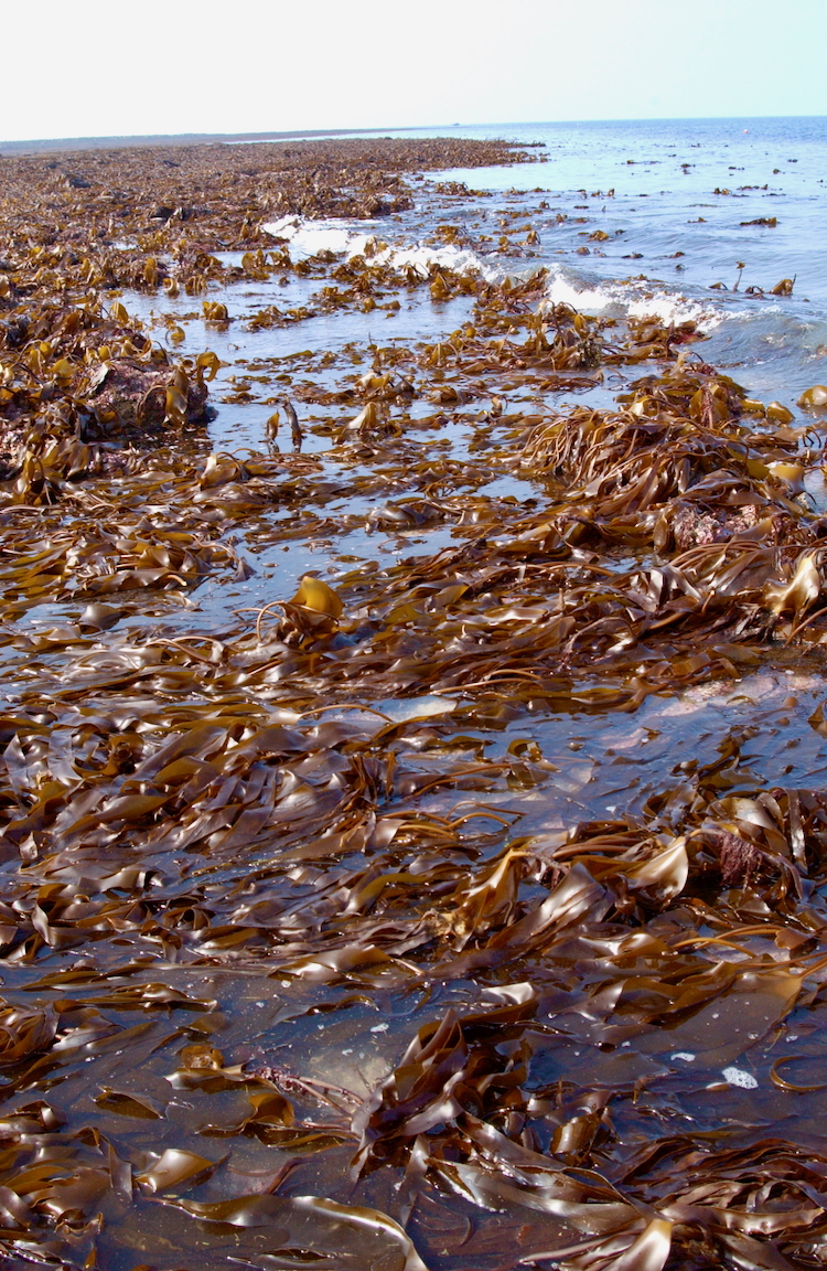 Laminaria digitata